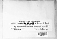 Laestadia niesslii image